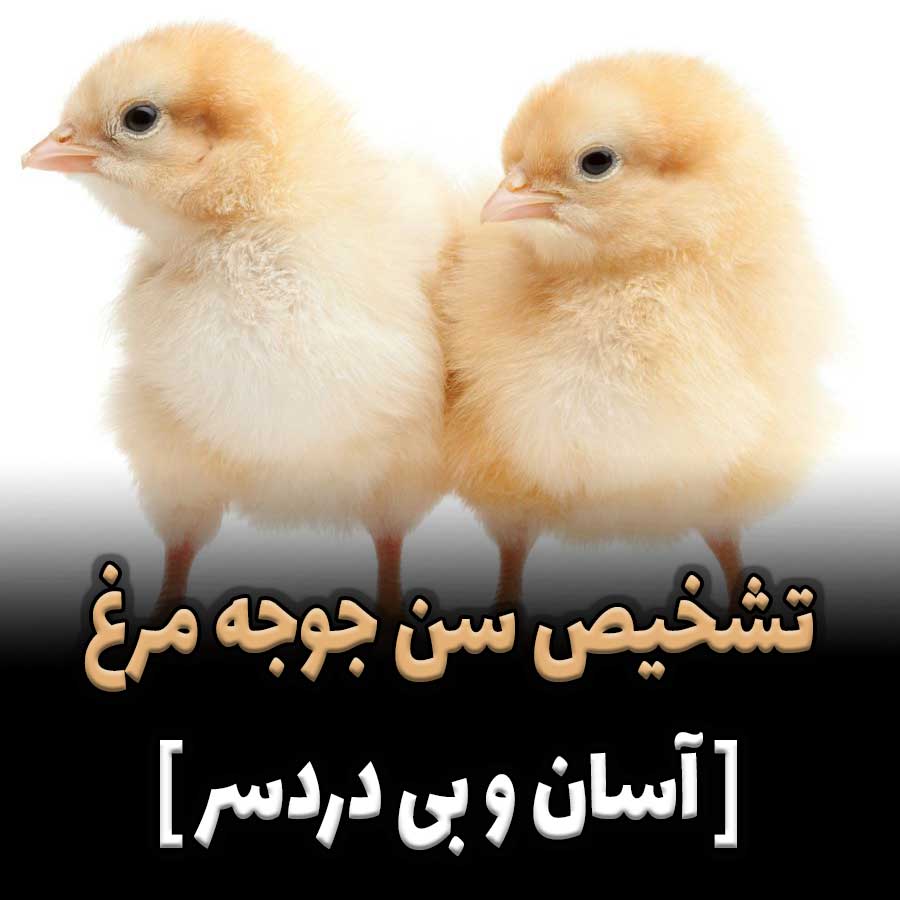 تشخیص سن جوجه مرغ