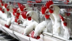 پرورش مرغ تخمگذار در قفس یا بستر