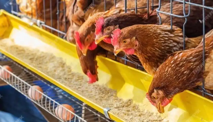 پرورش مرغ تخمگذار در قفس یا بستر