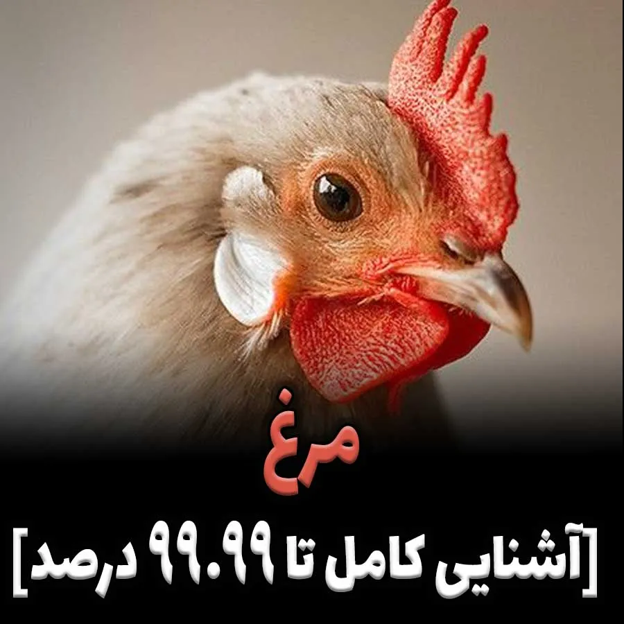 مرغ