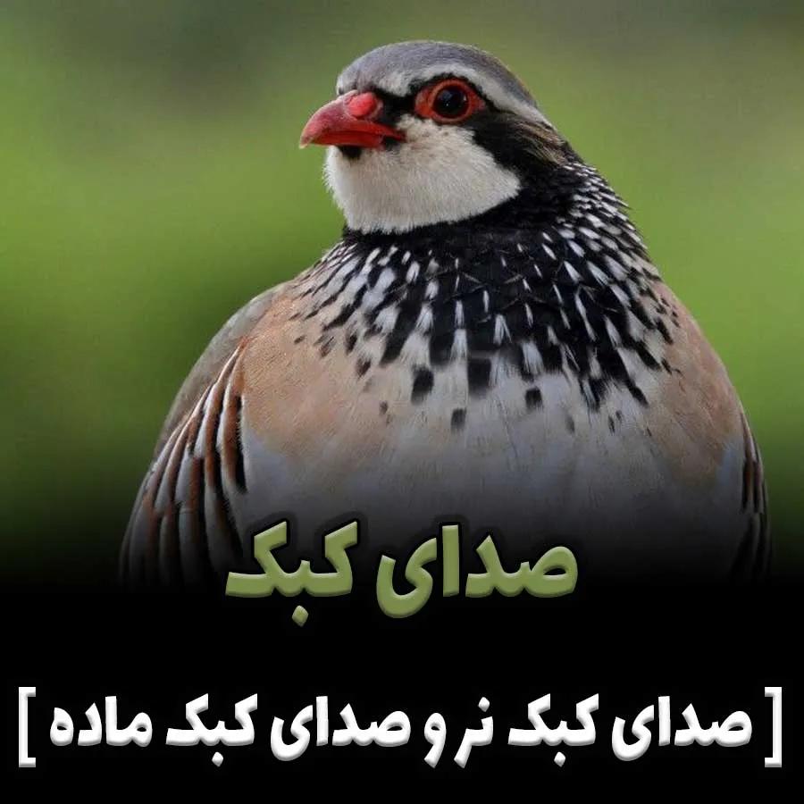 صدای کبک