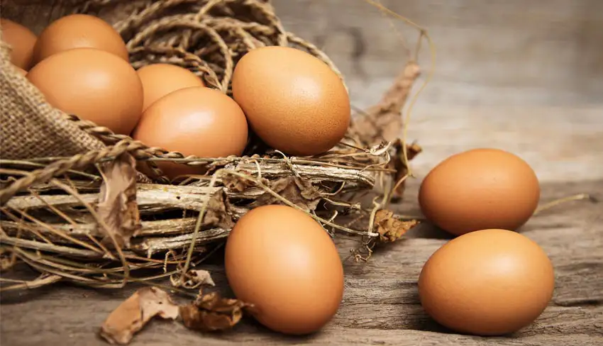 مرغ تا چند سالگی تخم میگذارد
